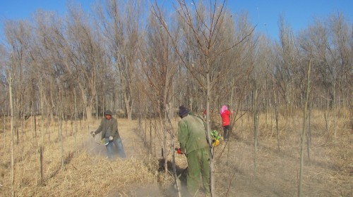 ͼΪְ�������ֵس���