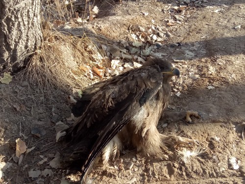 ͼΪ������Ľ��