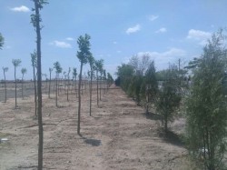 ͼΪ�����������������̻�